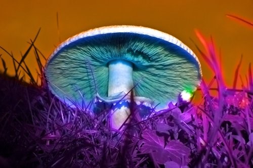 mushroom uv light