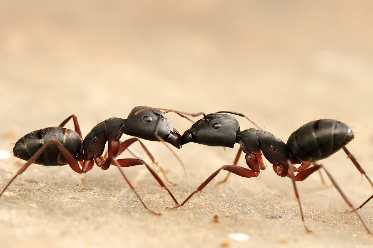 Six amazing facts about ants